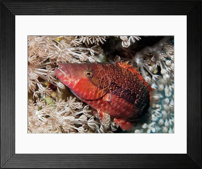 Framed Print : Cheek-lined wrasse (Oxycheilinus digramma) hiding in Xenia coral (Xenia sp) Framed Print : Cheek-lined wrasse (Oxycheilinus digramma) hiding in Xenia coral (Xenia sp)