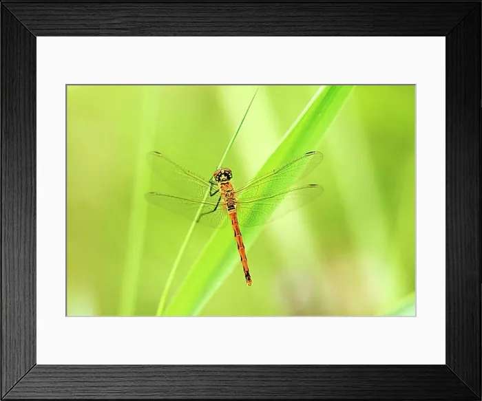 Framed Print : Spotted Darter (Sympetrum depressiusculum) on reed stem Framed Print : Spotted Darter (Sympetrum depressiusculum) on reed stem