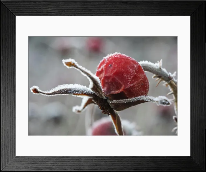 Framed Print : Frost on plant in winter garden Framed Print : Frost on plant in winter garden