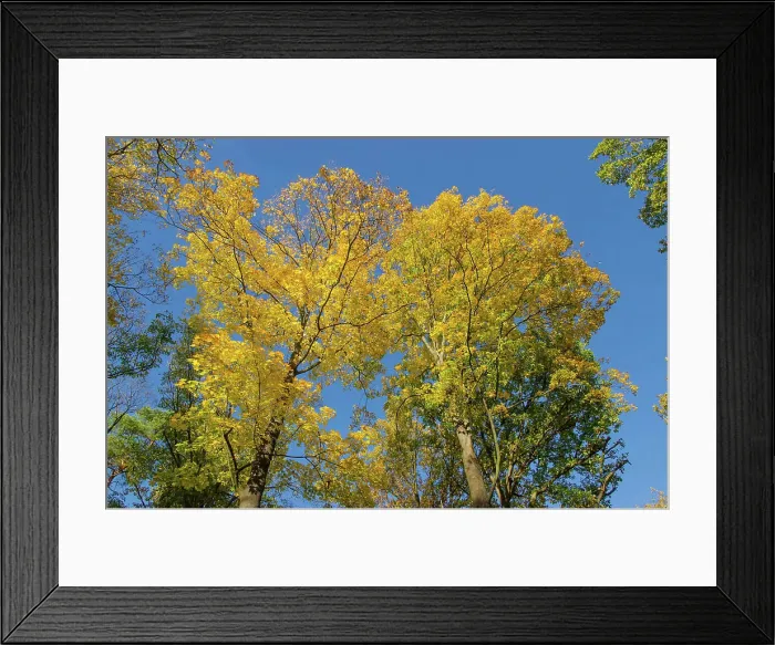 Framed Print : Herbstlaub Herbstlaub Copyright: xZoonar.com / OLIVERxNOWAKx 5560721 Framed Print : Herbstlaub Herbstlaub Copyright: xZoonar.com / OLIVERxNOWAKx 5560721