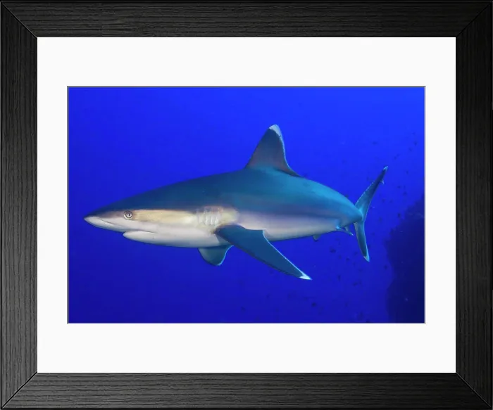 Framed Print : Silvertip Shark (Carcharhinus albimarginatus), Fathers reef, Kimbe Bay, Papua New Guinea Framed Print : Silvertip Shark (Carcharhinus albimarginatus), Fathers reef, Kimbe Bay, Papua New Guinea