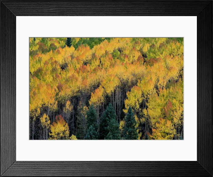 Framed Print : Usa, Colorado. Autumn yellow aspen, fir trees, Uncompahgre National Forest Framed Print : Usa, Colorado. Autumn yellow aspen, fir trees, Uncompahgre National Forest