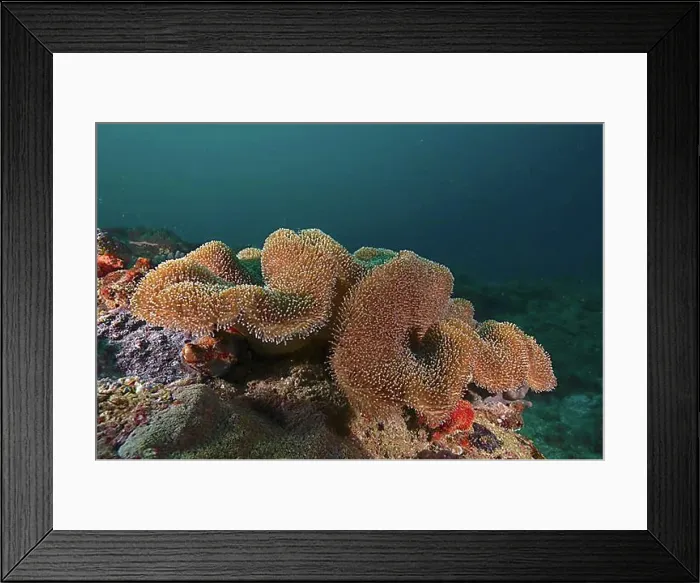 Framed Print : Mushroom leather coral (Sarcophyton glaucum)