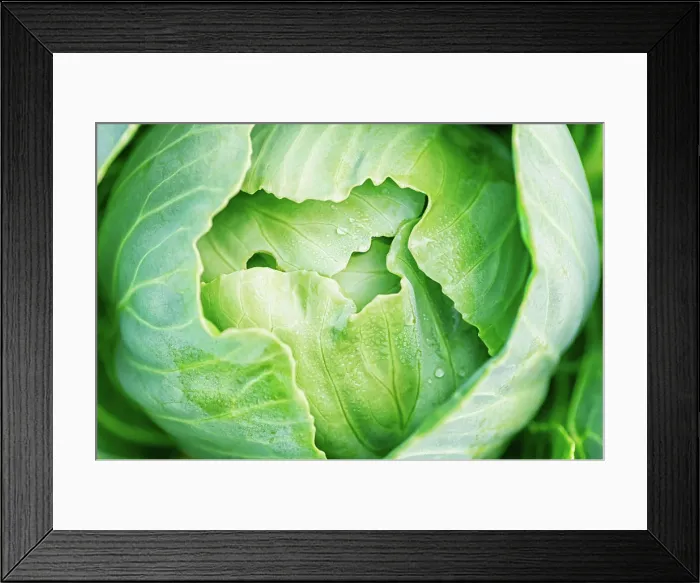 Framed Print : Ein reifer Kohlkopf in Nahaufnahme Framed Print : Ein reifer Kohlkopf in Nahaufnahme