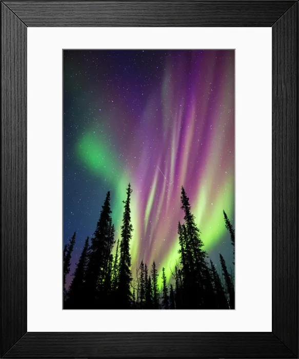 Framed Print : Colorful northern lights over spruce trees in Alaska's Arctic Framed Print : Colorful northern lights over spruce trees in Alaska's Arctic