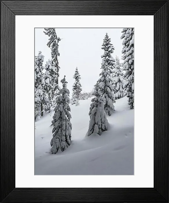 Framed Print : Snow-covered Spruces (Picea) in winter, deep snow in the forest, Brixen im Thale, Tyrol, Austria, Europe Framed Print : Snow-covered Spruces (Picea) in winter, deep snow in the forest, Brixen im Thale, Tyrol, Austria, Europe