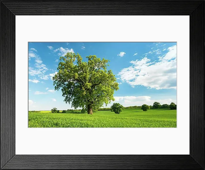 Framed Print : Landscape with oaks, solitary tree Framed Print : Landscape with oaks, solitary tree