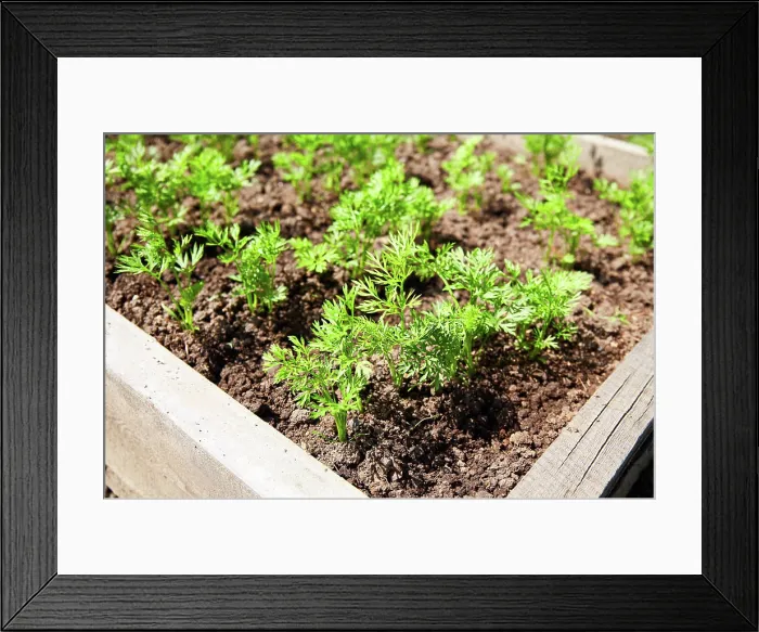 Framed Print : Karottensprossen in der Erde. Ein Gemüsebeet mit jungen Karotten Framed Print : Karottensprossen in der Erde. Ein Gemüsebeet mit jungen Karotten