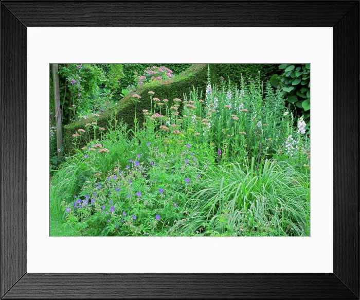 Framed Print : Geranium in bloom in a garden Framed Print : Geranium in bloom in a garden