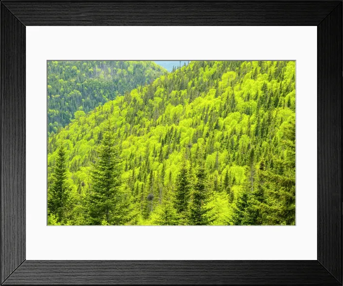 Framed Print : Spring forest, Gros Morne National Park, Newfoundland and Labrador, NL, Canada Framed Print : Spring forest, Gros Morne National Park, Newfoundland and Labrador, NL, Canada