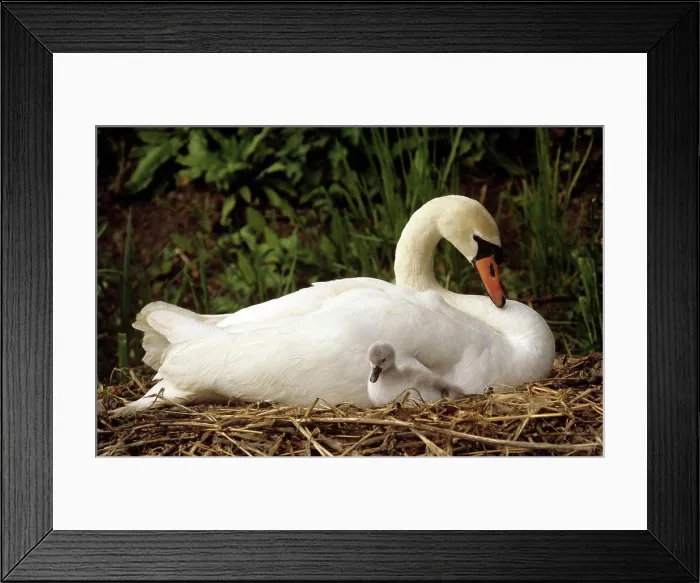 Framed Print : Mute swan Cygnus olor mother and cygnet United Kingdom Framed Print : Mute swan Cygnus olor mother and cygnet United Kingdom