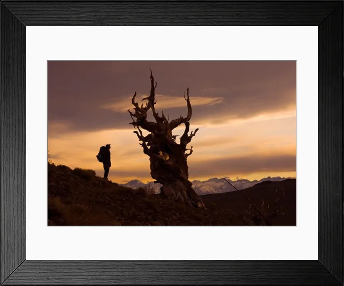 Framed Print : A silhouette of a hiker standing by a Bristlecone Pine tree at sunset near Bishop in California