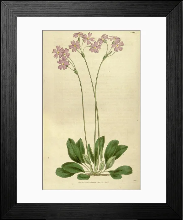 Framed Print : Botanical print or English natural history illustration by Joseph Swan 1796-1872 Framed Print : Botanical print or English natural history illustration by Joseph Swan 1796-1872
