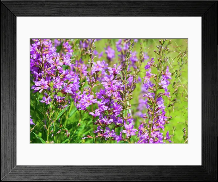 Framed Print : Summer meadow with purple flowers in the green grass Summer meadow with purple flowers in the green grass Framed Print : Summer meadow with purple flowers in the green grass Summer meadow with purple flowers in the green grass