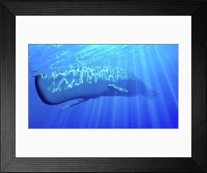 Framed Print : Illustration of a sperm whale Framed Print : Illustration of a sperm whale