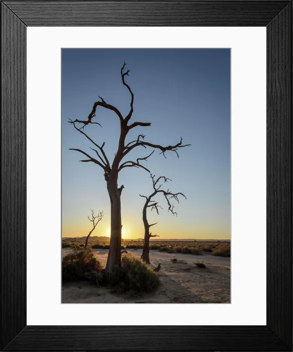 Framed Print : Desert scenery and dead camel thorn Framed Print : Desert scenery and dead camel thorn