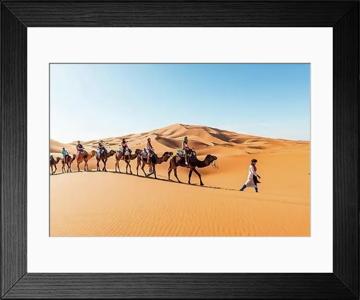 Framed Print : Tourists ride on Dromedary (Camelus dromedarius) Framed Print : Tourists ride on Dromedary (Camelus dromedarius)
