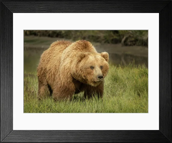 Framed Print : USA, Alaska, Lake Clark National Park. Grizzly bear sow close-up Framed Print : USA, Alaska, Lake Clark National Park. Grizzly bear sow close-up