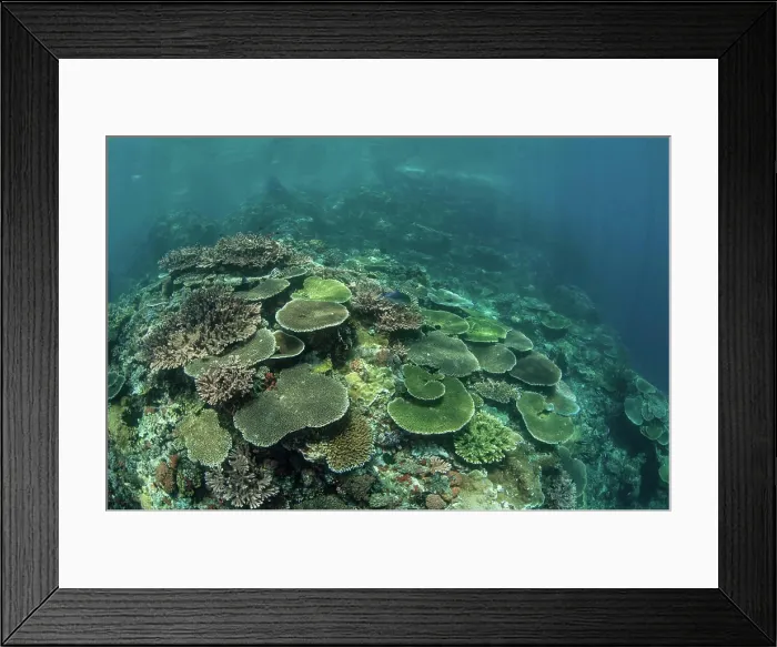 Framed Print : Healthy reef-building corals thrive in Komodo National Park, Indonesia