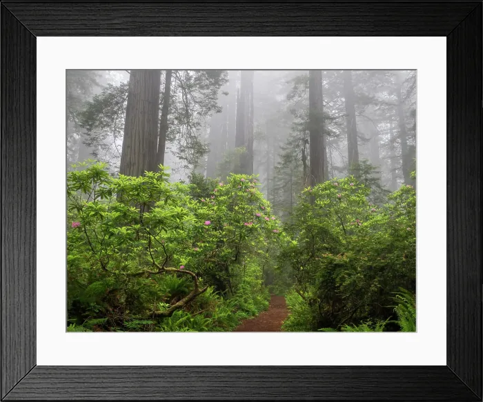 Framed Print : California, Del Norte Coast Redwoods State Park, Redwood trees and rhododendrons along trail Framed Print : California, Del Norte Coast Redwoods State Park, Redwood trees and rhododendrons along trail