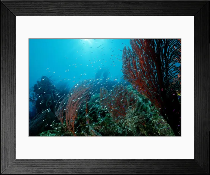 Framed Print : Coral Reef with Gorgonian Fan Gorgonacea Framed Print : Coral Reef with Gorgonian Fan Gorgonacea
