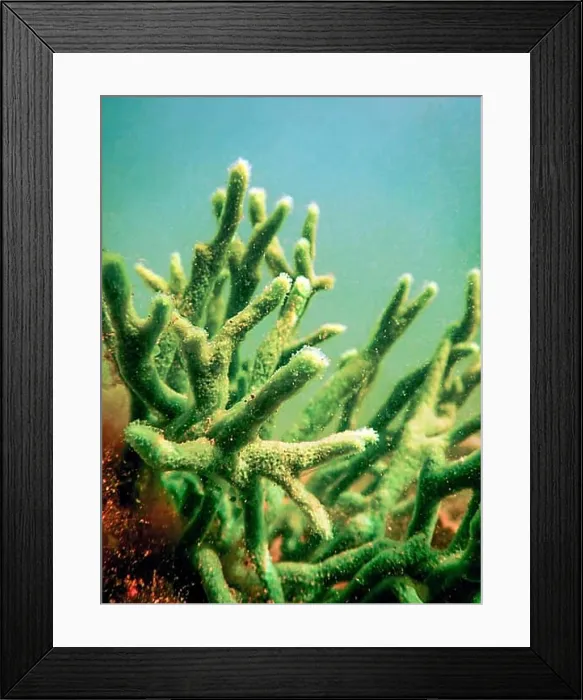 Framed Print : Freshwater Sponge (Spongilla lacustris) Spongillidae Freshwater Underwater Framed Print : Freshwater Sponge (Spongilla lacustris) Spongillidae Freshwater Underwater