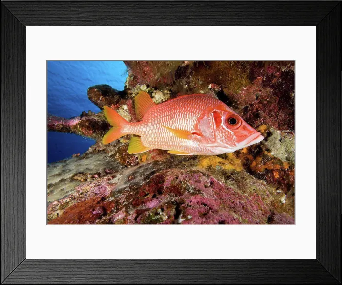 Framed Print : Sabre Squirrelfish in reef Tuamotu French Polynesia