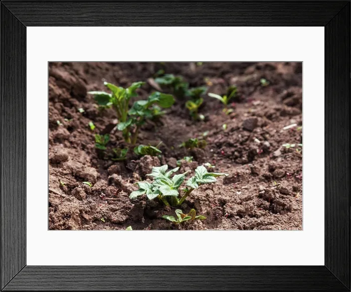 Framed Print : Young potato on soil cover. plant close-up Young potato on soil cover