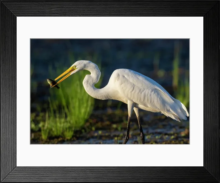 Framed Print : Great Egret (Ardea alba) fishing in wetland Marion County, Illinois Framed Print : Great Egret (Ardea alba) fishing in wetland Marion County, Illinois