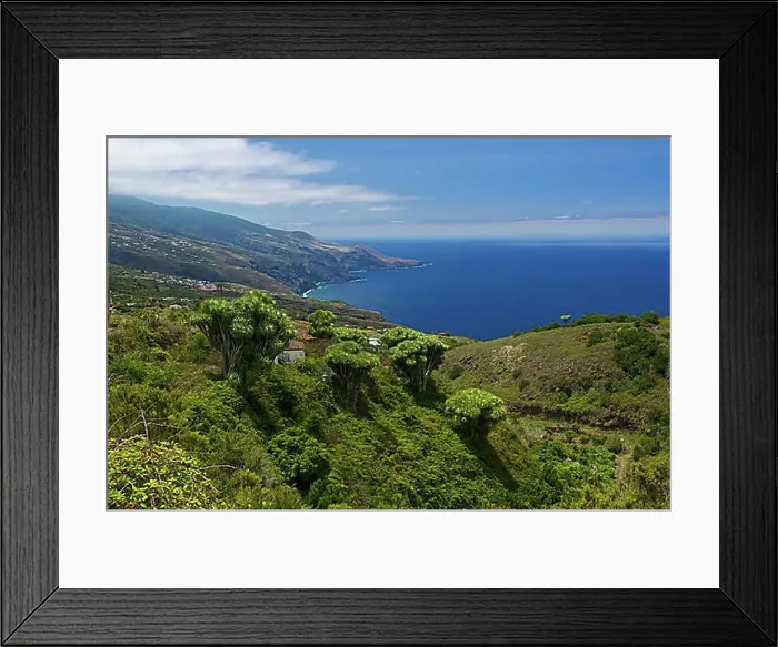 Framed Print : Canary Islands Dragon Tree (Dracaena draco), La Tosca, La Palma, Canary Islands, Spain, Europe Framed Print : Canary Islands Dragon Tree (Dracaena draco), La Tosca, La Palma, Canary Islands, Spain, Europe