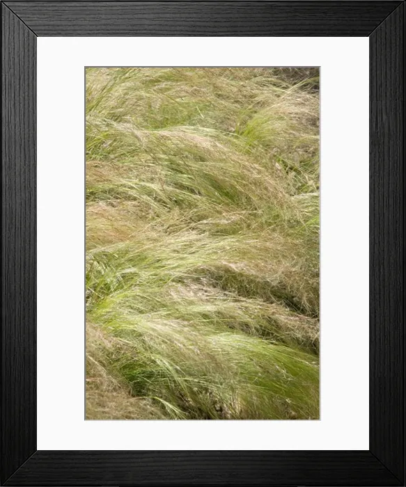 Framed Print : England, West Sussex, Worthing, Tall Grass Moving In Gentle Wind Framed Print : England, West Sussex, Worthing, Tall Grass Moving In Gentle Wind