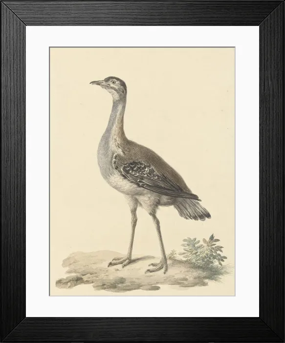 Framed Print : Stairs, walker and runner birds (TRAP) Framed Print : Stairs, walker and runner birds (TRAP)