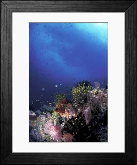 Framed Print : Asia, Papua New Guinea. Healthy reef system Framed Print : Asia, Papua New Guinea. Healthy reef system