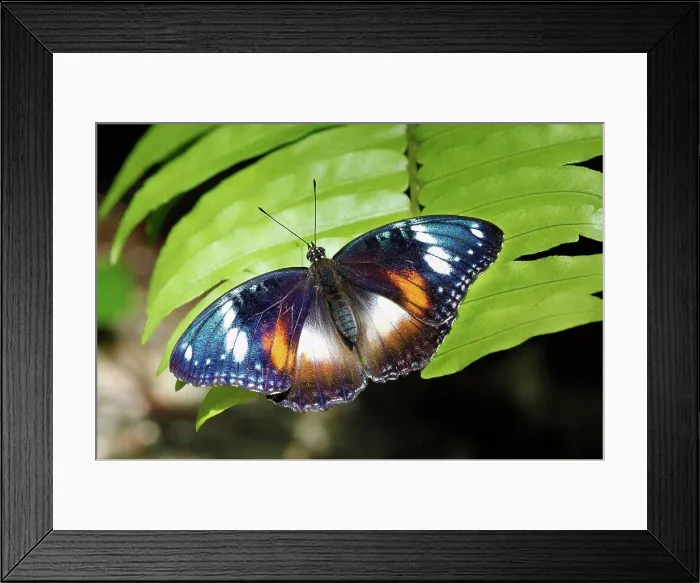 Framed Print : Common Eggfly (Hypolimnas bolina) adult female Framed Print : Common Eggfly (Hypolimnas bolina) adult female