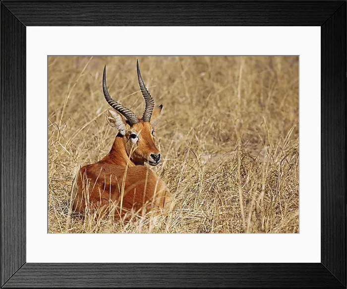 Framed Print : Puku (Kobus vardonii) in the grass in Kafue National Park, Zambia, puku, Kafue National Park, Zambia, Africa Framed Print : Puku (Kobus vardonii) in the grass in Kafue National Park, Zambia, puku, Kafue National Park, Zambia, Africa