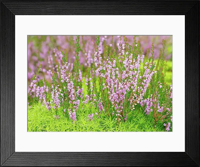 Framed Print : Heather flower and maidenhair moss Framed Print : Heather flower and maidenhair moss