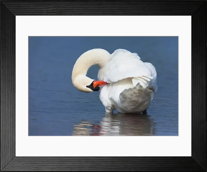 Framed Print : Mute Swan Framed Print : Mute Swan