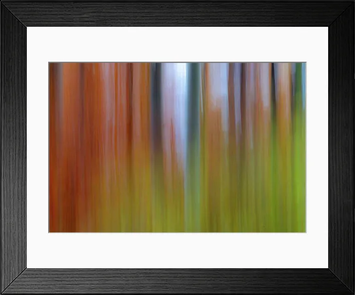 Framed Print : Photo Forest Background in Autumn Framed Print : Photo Forest Background in Autumn