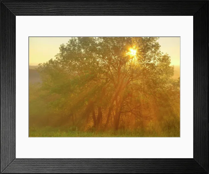 Framed Print : Morning fog bursts through tree on Buck Hill in Theodore Roosevelt National Park, North Dakota, USA Framed Print : Morning fog bursts through tree on Buck Hill in Theodore Roosevelt National Park, North Dakota, USA
