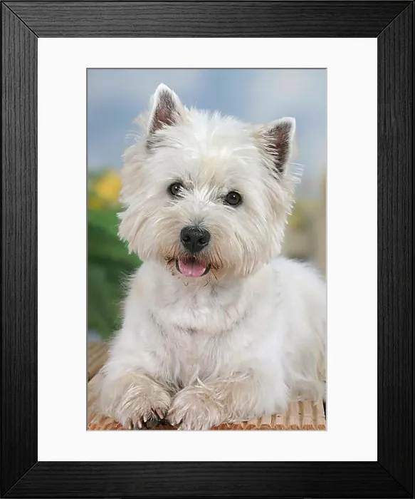 Framed Print : West Highland White Terrier, Westie Framed Print : West Highland White Terrier, Westie