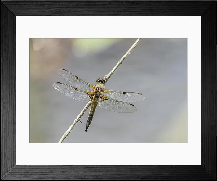 Framed Print : Four-spotted chaser (Libellula quadrimaculata), male, Thuringia, Germany, Europe Framed Print : Four-spotted chaser (Libellula quadrimaculata), male, Thuringia, Germany, Europe