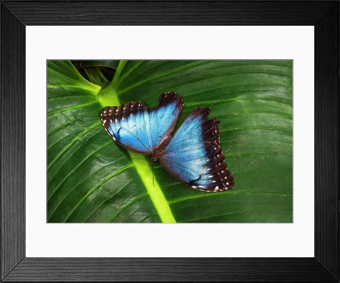 Framed Print : Blue morpho butterfly, La Paz Waterfall Gardens, Alajuela Province, Costa Rica Framed Print : Blue morpho butterfly, La Paz Waterfall Gardens, Alajuela Province, Costa Rica