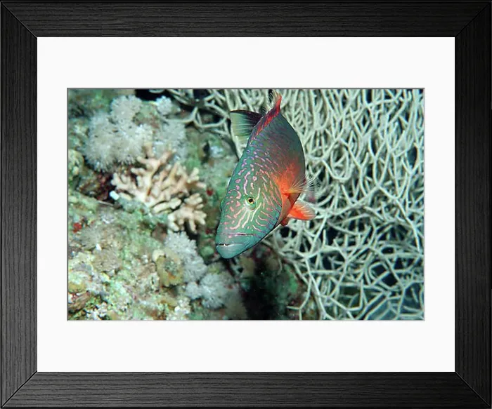 Framed Print : Bandcheek wrasse (Oxycheilinus digrammus), Egypt, Sha´ab Tamara, Red Sea, Egypt, Africa Framed Print : Bandcheek wrasse (Oxycheilinus digrammus), Egypt, Sha´ab Tamara, Red Sea, Egypt, Africa