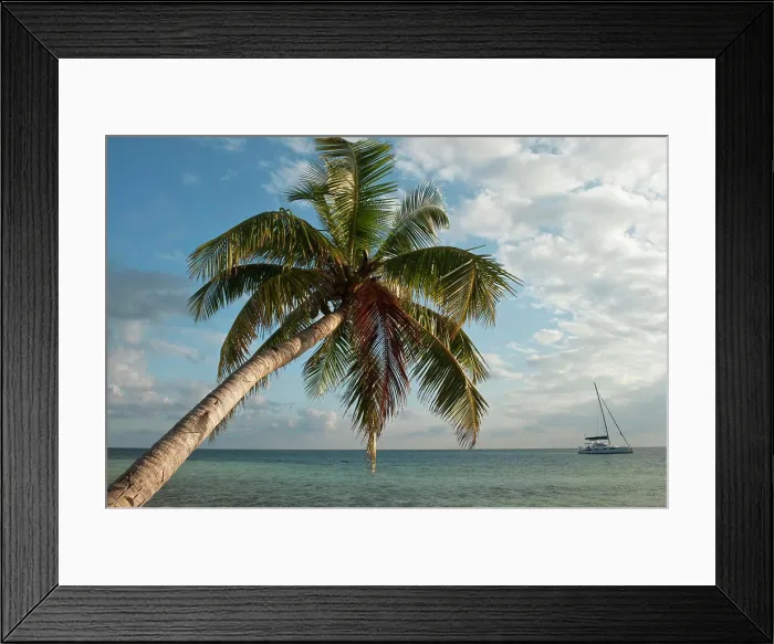 Framed Print : Catamaran Private Charter and Palm, Belize, Central America Framed Print : Catamaran Private Charter and Palm, Belize, Central America