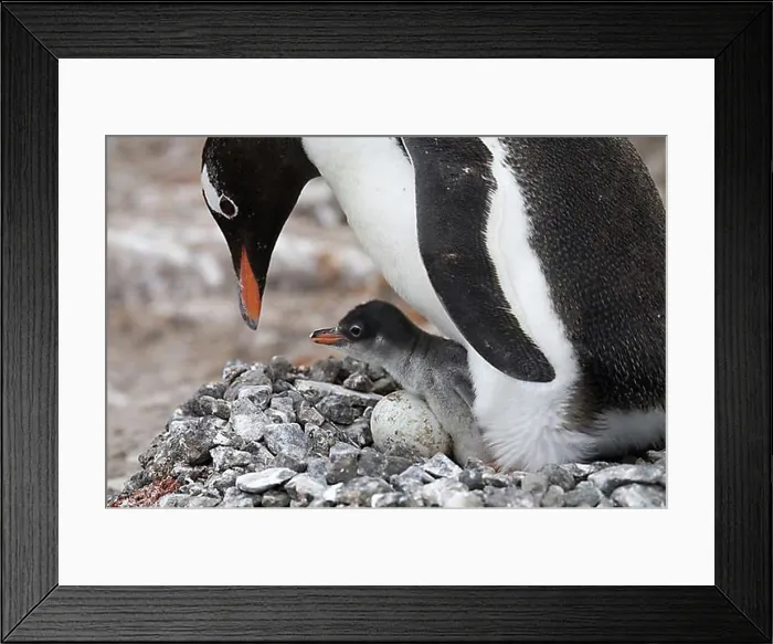 Framed Print : Gentoo Penguin (Pygoscelis papua) with chick and egg in nest in rookery at Port Lockroy, Antarctica