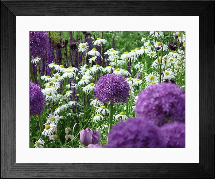 Framed Print : Persian onion (Allium christophii) Framed Print : Persian onion (Allium christophii)