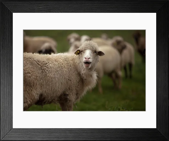 Framed Print : Sheep bleat in a meadow in Villaluenga del Rosario Framed Print : Sheep bleat in a meadow in Villaluenga del Rosario