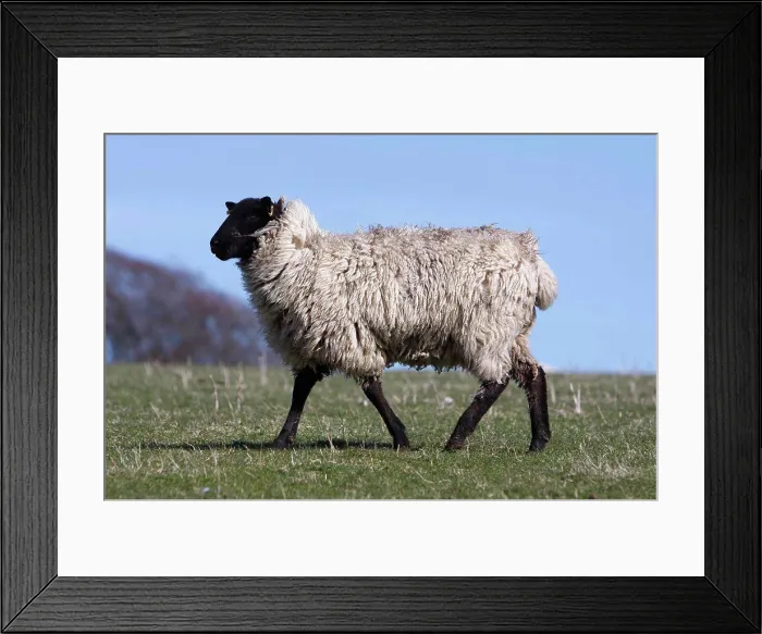 Framed Print : Agriculture, Farming, Animals, Sheep Grazing On The South Downs Near Ditchling East Sussex England Framed Print : Agriculture, Farming, Animals, Sheep Grazing On The South Downs Near Ditchling East Sussex England