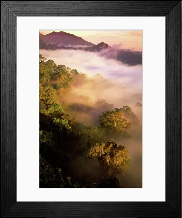 Framed Print : Sunrise and mist over lowland dipterocarp rainforest, Danum Valley, Sabah State, Island of Borneo, Malaysia Framed Print : Sunrise and mist over lowland dipterocarp rainforest, Danum Valley, Sabah State, Island of Borneo, Malaysia