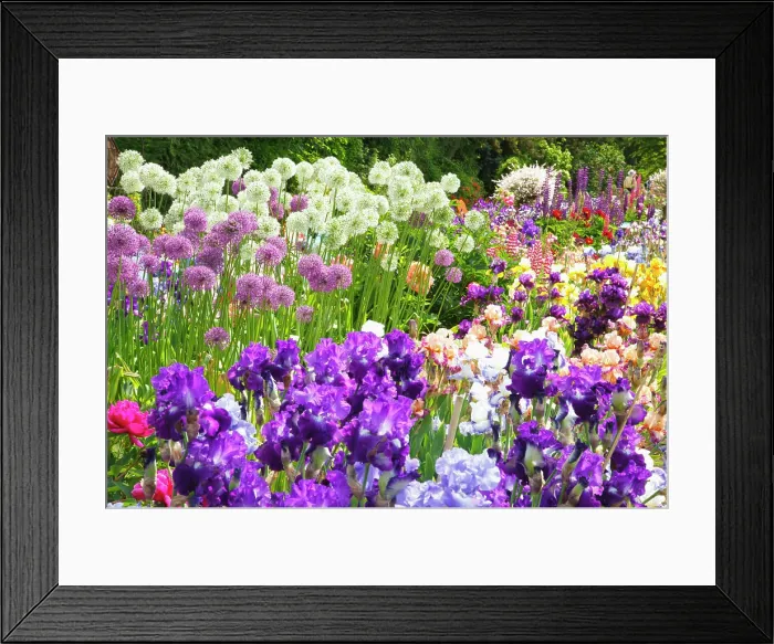 Framed Print : Beautiful blossoming irises and other flowers in a garden at Schreiner's Iris Gardens in the Willamette Valley Framed Print : Beautiful blossoming irises and other flowers in a garden at Schreiner's Iris Gardens in the Willamette Valley